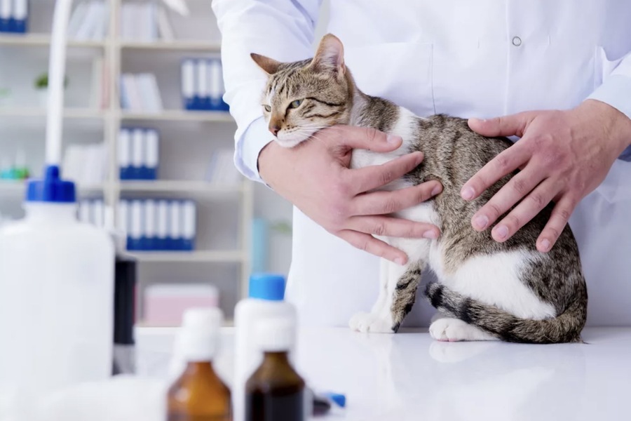 Over-the-Counter vs. Prescription Worm Treatments for Cats